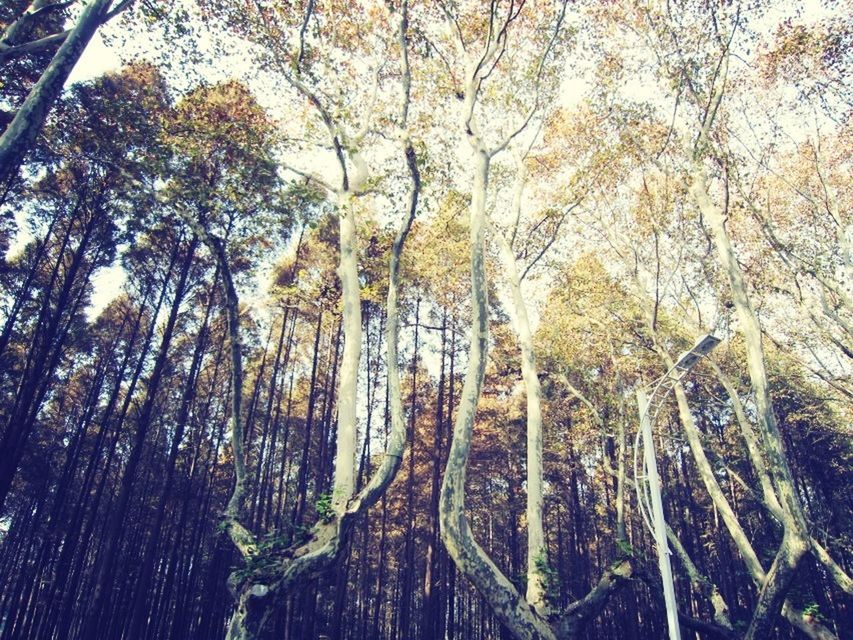 tree, growth, nature, tranquility, tree trunk, forest, beauty in nature, day, season, outdoors, no people, abundance, branch, woodland, full frame, plant, winter, high angle view, tranquil scene, backgrounds