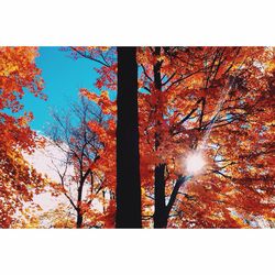 Sun shining through trees