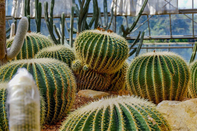 Close-up of succulent plant growing in greenhouse