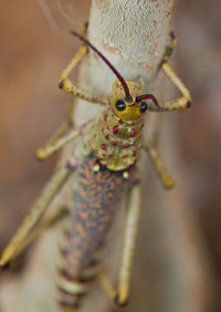 Close-up of insect