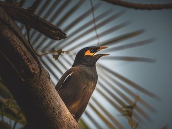 Low angle view of myna bird perching on branch