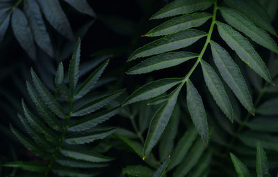 Close-up of fresh green leaves