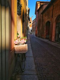 Potted plant on street amidst buildings