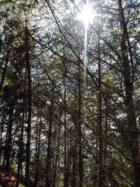 Low angle view of trees at sunset