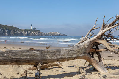 Driftwood on beach against sky