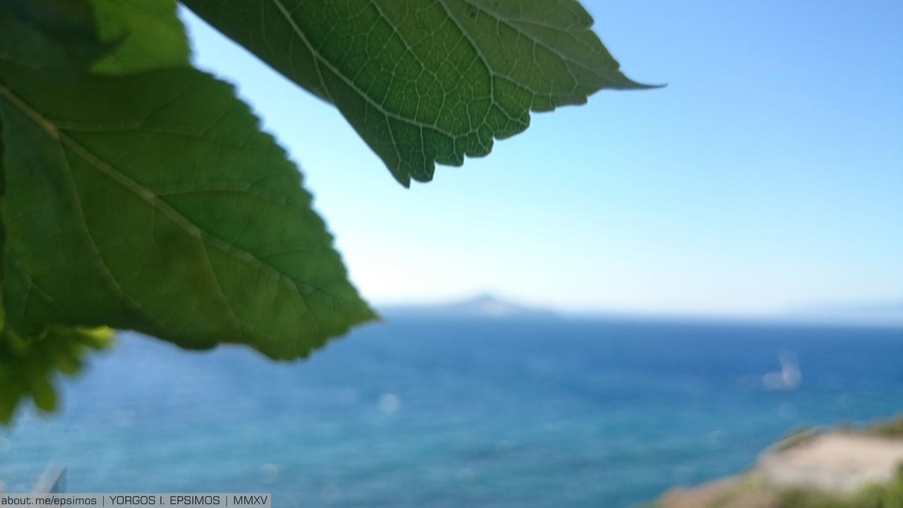 CLOSE-UP OF LEAVES