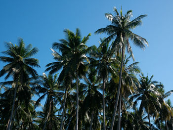 Low angle view of palm trees against clear blue sky