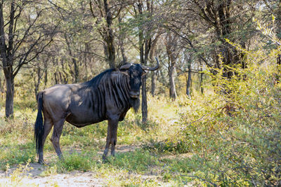 Horse standing in a forest