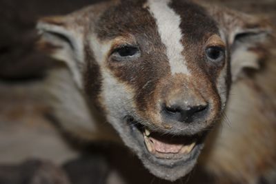 Close-up portrait of dog