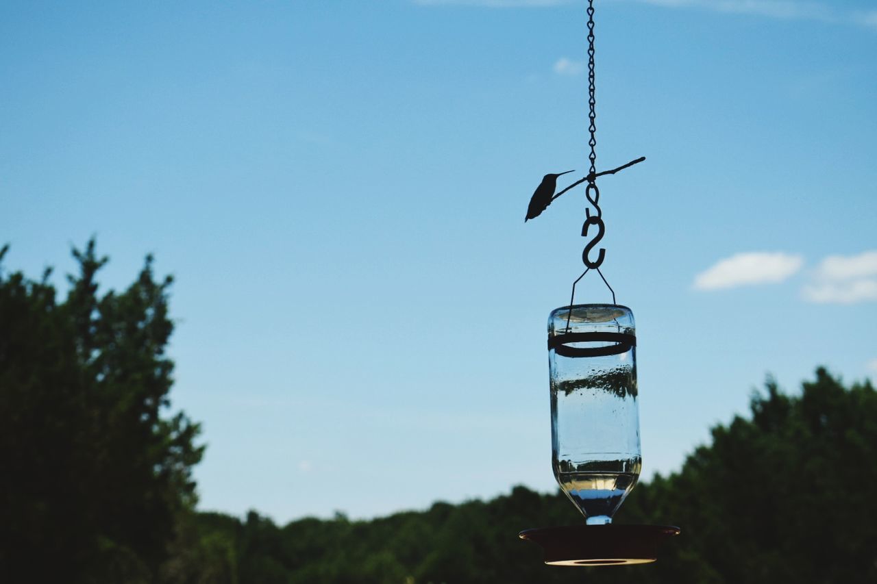 sky, focus on foreground, nature, glass - material, transparent, tree, hanging, no people, plant, day, glass, water, outdoors, drink, food and drink, close-up, clear sky, blue, refreshment