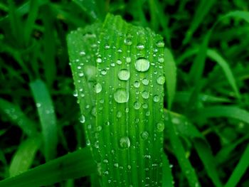 Close-up of raindrops on grass