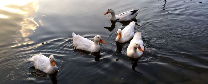 High angle view of ducks in lake