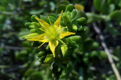 Close-up of wet yellow flower