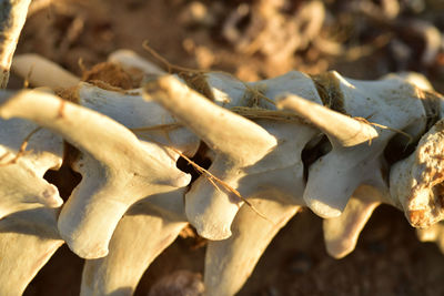 Close-up of crab on field