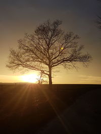 Silhouette bare tree on landscape against sky at sunset
