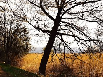 Bare trees on field