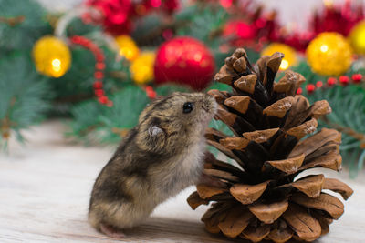 Dzungarian hamster sniffs a fir cone against the background of a new year tree. new year mood