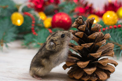 Close-up of squirrel