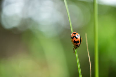 Close-up of ladybug on leaf