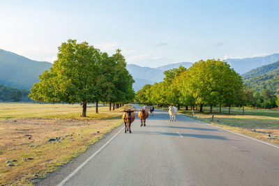 Rear view of horse walking on road