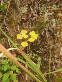 High angle view of yellow flowering plants on field