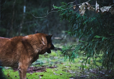 Side view of dog on field