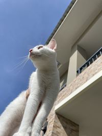 Low angle view of cat