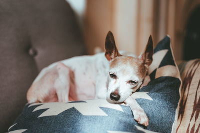 Close-up of dog relaxing at home