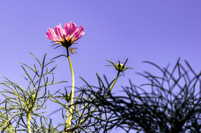 Low angle view of pink flowers