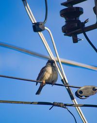 Low angle view of bird perching on cable