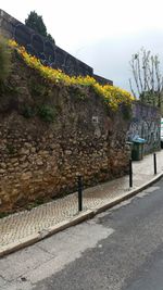 View of trees against sky