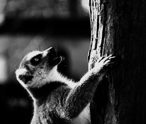 Close-up of lemur climbing on tree