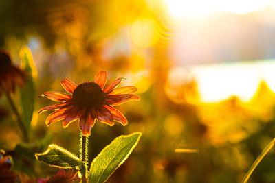Close-up of orange flower on plant at sunset