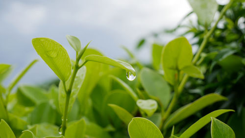 Close-up of wet plant