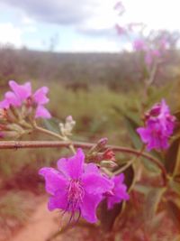 Close-up of pink flowers