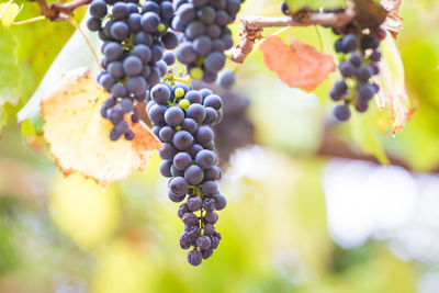 Close-up of grapes growing in vineyard