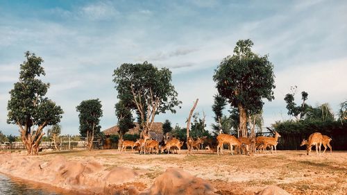 Panoramic view of elephant on field against sky