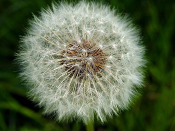 Close-up of dandelion flower