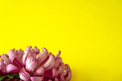 Close-up of pink flowers against yellow background