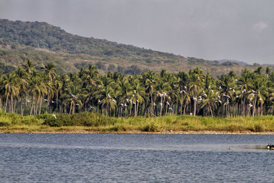 Scenic view of trees on landscape against sky