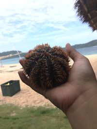 Close-up of person holding sea urchin at beach