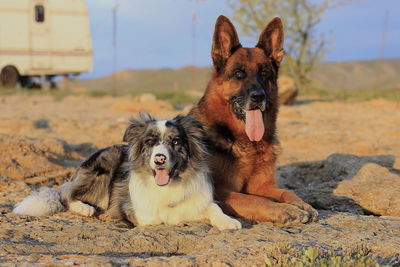 German shepherd and border colli friend forever chiling on sea