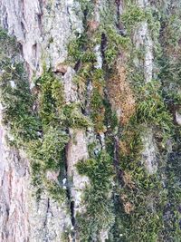 Full frame shot of moss growing on rock