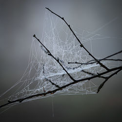 Close-up of spider web on twig