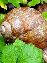 Close-up of snail on leaf