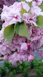 Close-up of pink flowers
