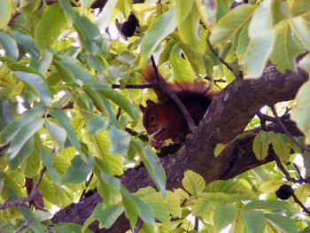 Close-up of squirrel on tree
