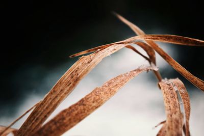 Close-up of lizard on plant