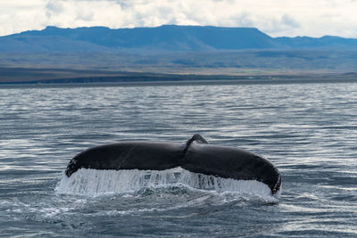 View of a tail fin of whale swimming in sea