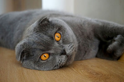 Close-up portrait of cat lying on blanket at home